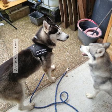 Photo 1/1 Chien retrouvé Trouvé à Saint samson de bonfosse