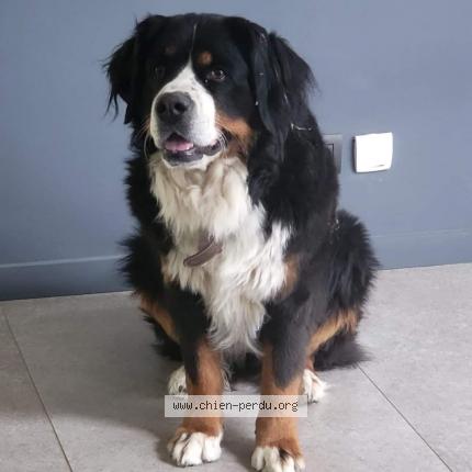 Photo 1/1 Chien retrouvé Perdu à Lagardelle leze