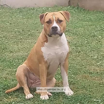 Photo 1/1 Chien retrouvé Perdu à Dieulouard