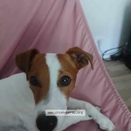 Photo de chien perdu à Saulx Les Chartreux