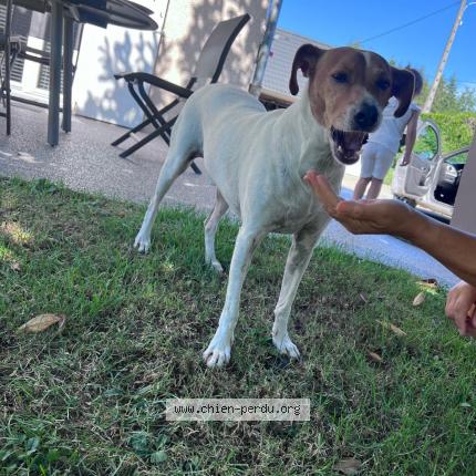 Photo de chien trouvé à Arenthon