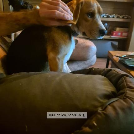 Photo de chien perdu à Bonneville