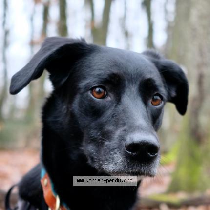 Photo de chien perdu à Fayence