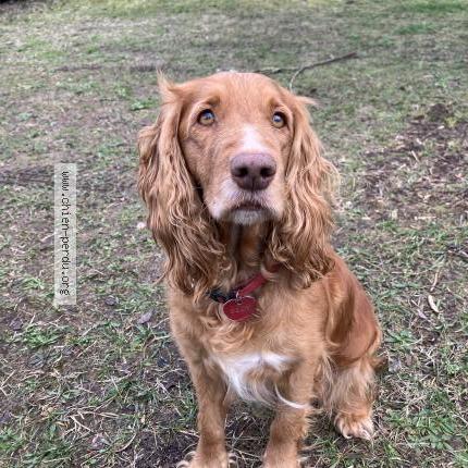 Photo de chien perdu à Chinon