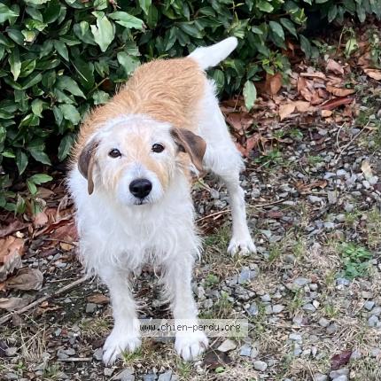 Photo 1/1 Chien retrouvé Perdu à Cosmes