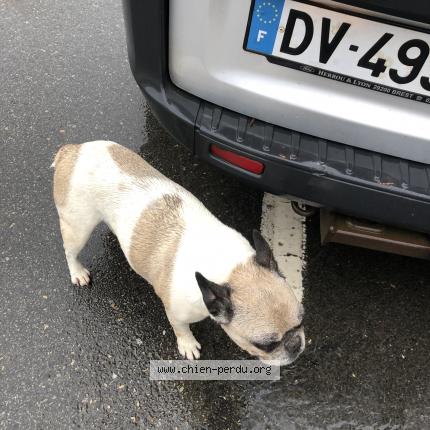 Photo 1/1 Chien retrouvé Trouvé à Cleder