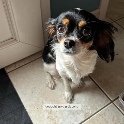 Photo 1/1 Chien retrouvé Trouvé à Chandon