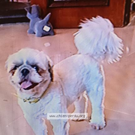 Photo 1/1 Chien retrouvé Perdu à Toulouse