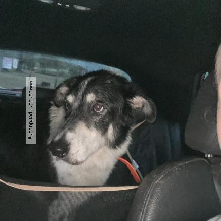 Photo 1/1 Chien retrouvé Trouvé à Sarrola