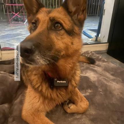 Photo 1/1 Chien retrouvé Trouvé à Belcodene