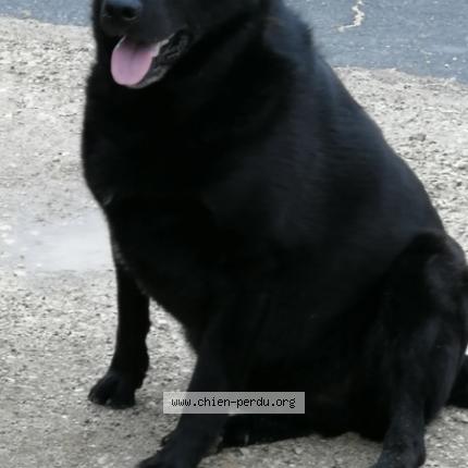 Photo 1/1 Chien retrouvé Perdu à Corvol l orgueilleux