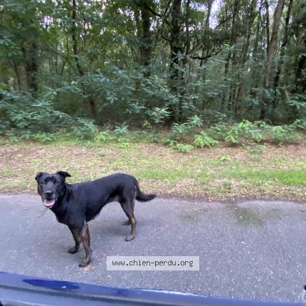 Photo de chien trouvé à Vivy