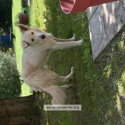 Photo de chien trouvé à Gironde Sur Dropt