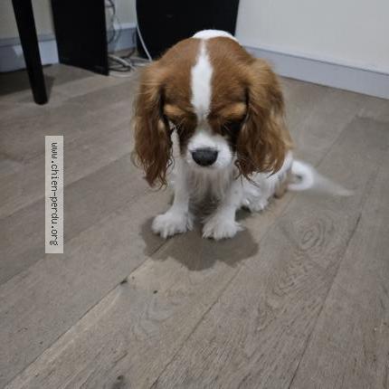 Photo 1/1 Chien retrouvé Trouvé à Villennes sur seine