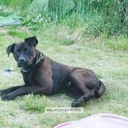 Photo 1/1 Chien retrouvé Perdu à Plouegat moysan