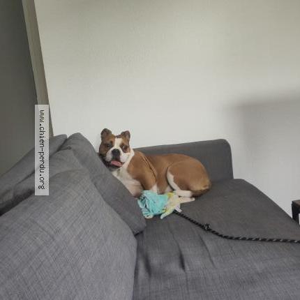 Photo de chien perdu à Grabels