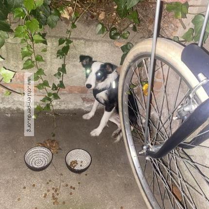 Photo 1/1 Chien retrouvé Trouvé à Toulouse