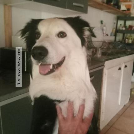 Photo de chien perdu à Ergue Gaberic