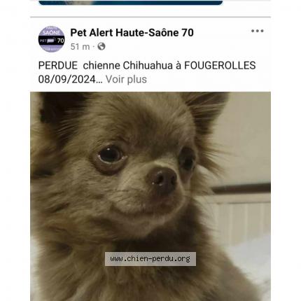 Photo de chien perdu à Fougerolles St Valbert