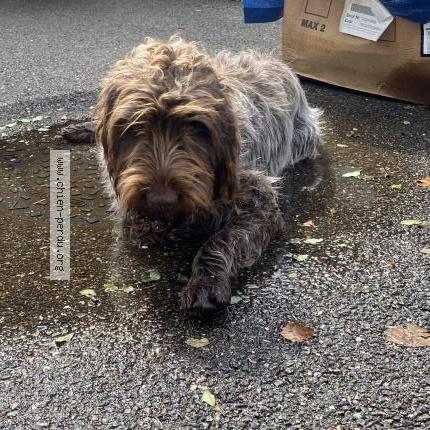 Photo de chien trouvé à Seyssinet Pariset