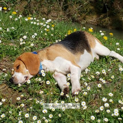 Photo de chien perdu à Landevennec