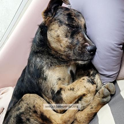 Photo de chien perdu à Cavaillon
