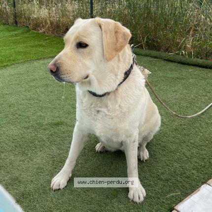 Photo 1/1 Chien retrouvé Perdu à Trans en provence