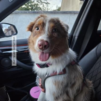 Photo de chien trouvé à Marines