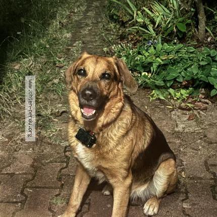 Photo 1/1 Chien retrouvé Trouvé à Coulounieix chamiers