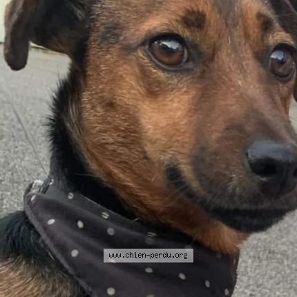 Photo 1/1 Chien retrouvé Perdu à Vizille