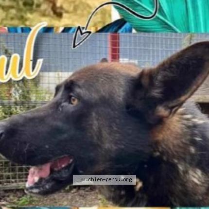 Photo 1/1 Chien retrouvé Perdu à Crehen