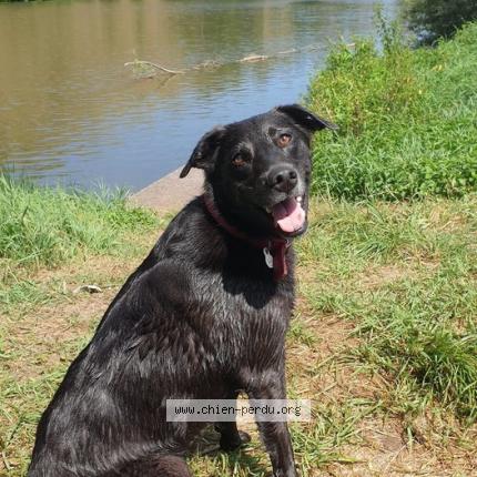 Photo 1/1 Chien retrouvé Perdu à Yssingeaux