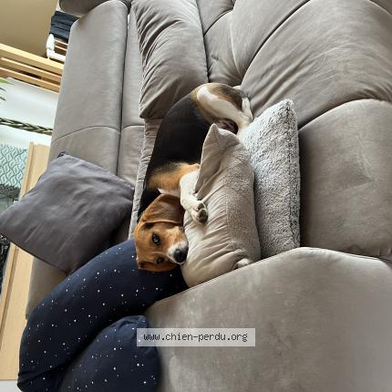 Photo de chien perdu à Auxonne