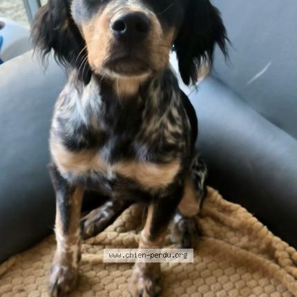 Photo 1/1 Chien retrouvé Perdu à Tierceville