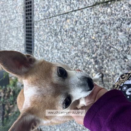 Photo 1/1 Chien retrouvé Trouvé à Thonon les bains