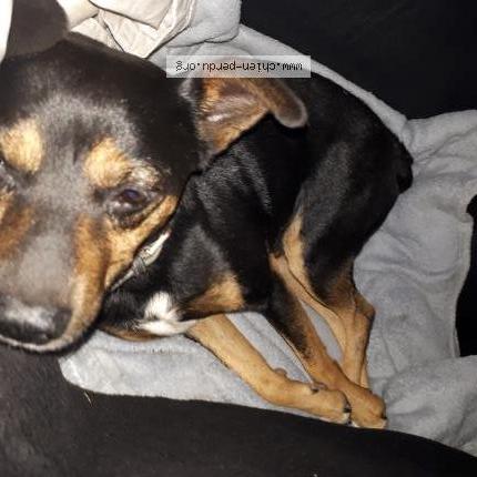 Photo de chien trouvé à Gardonne