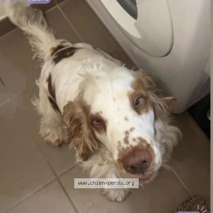 Photo 1/2 Chien retrouvé Perdu à Saint quentin en yvelines