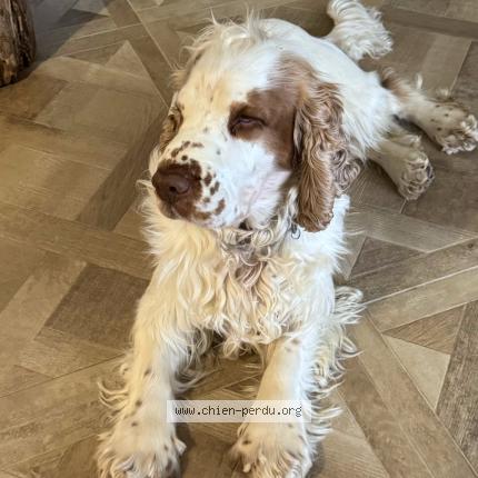 Photo 2/2 Chien retrouvé Perdu à Saint quentin en yvelines