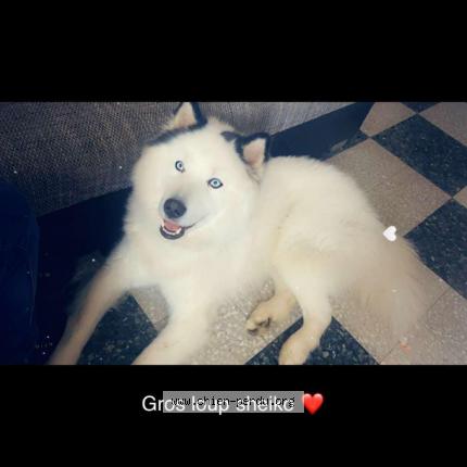 Photo 1/1 Chien retrouvé Perdu à Fiefs