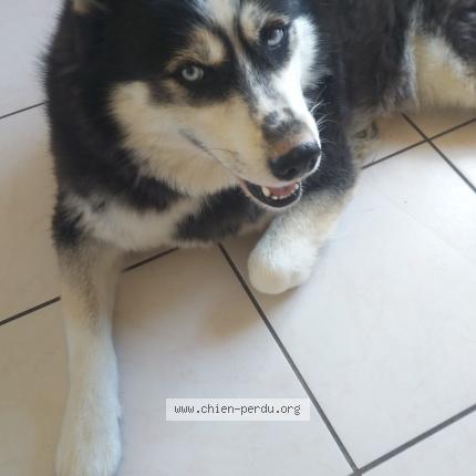 Photo 1/1 Chien retrouvé Perdu à Ria