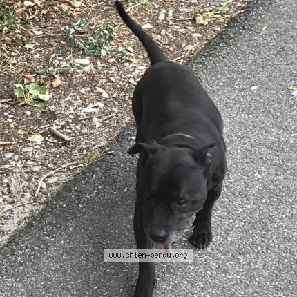 Photo 1/1 Chien retrouvé Trouvé à La voulte