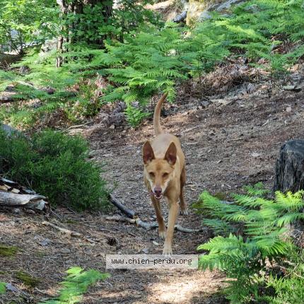 Photo de chien perdu à Morsang Sur Orge
