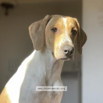 Photo 1/1 Chien retrouvé Perdu à Decazeville