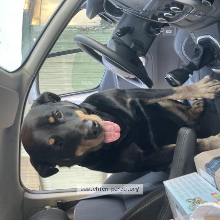 Photo 1/1 Chien retrouvé Trouvé à Castres gironde