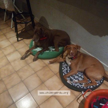 Photo 1/1 Chien retrouvé Perdu à Sergines