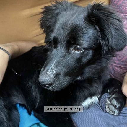 Photo 1/1 Chien retrouvé Perdu à Marseille