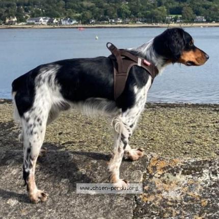 Photo 1/1 Chien retrouvé Perdu à Le relecq kerhuon