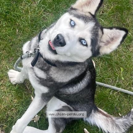 Photo 1/1 Chien retrouvé Perdu à Montreuil