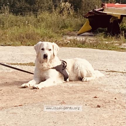 Photo 1/1 Chien retrouvé Trouvé à Messimy