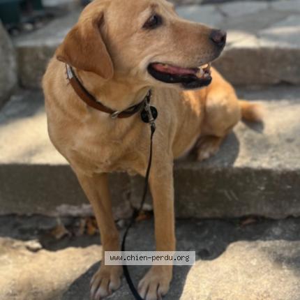 Photo 1/1 Chien retrouvé Perdu à Essart le roi